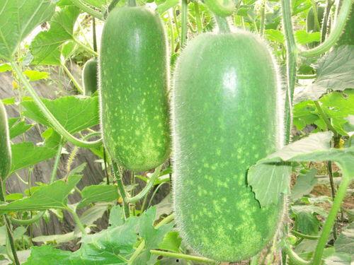 泉州吃瓜爆料视频大全