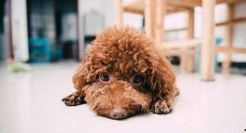 泰迪吃瓜事件视频大全,视频大全背后的爆笑瞬间回顾