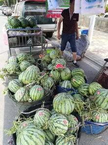 武义吃瓜事件视频最新,一场网络热议背后的真相揭秘