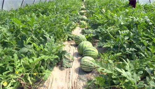 唐山吃瓜爆料视频最新,揭秘事件背后惊人真相