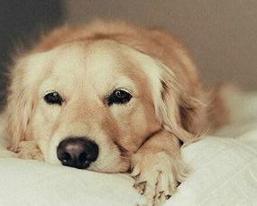 金毛可以吃黄皮瓜吗视频,揭秘宠物饮食之谜