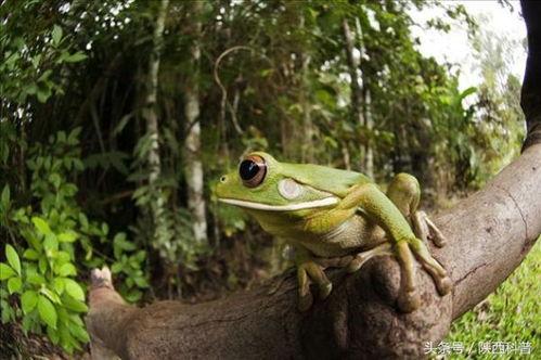 口水蛙吃瓜视频大全集,趣味视频全集盘点