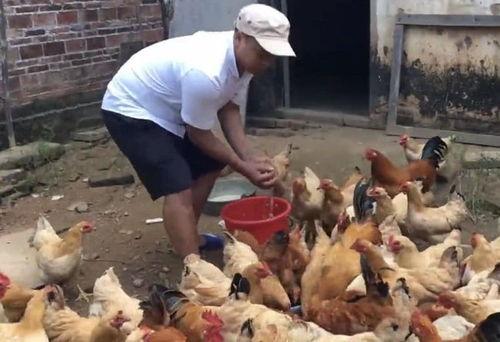 烂瓜能不能喂鸡吃呀视频,揭秘鸡饲料的新选择