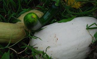 吃雪瓜的视频大全,视频大全带你领略清凉夏日