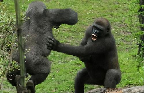 超级吃瓜大猩猩视频