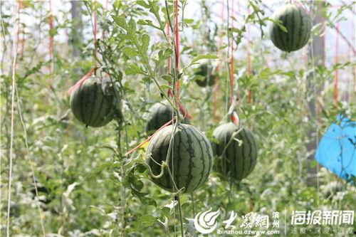 广河最新吃瓜事件视频大全,视频大全揭秘惊人真相