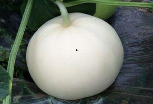 吃梨瓜怎么拍视频好看,打造诱人视觉盛宴