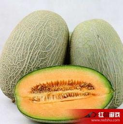 幼狗吃哈密瓜好不好呢视频,营养与注意事项揭秘