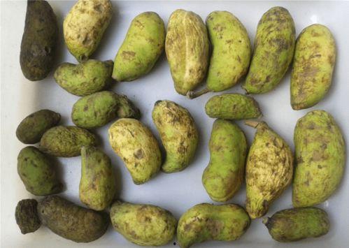 八月瓜有几种做法吃的视频