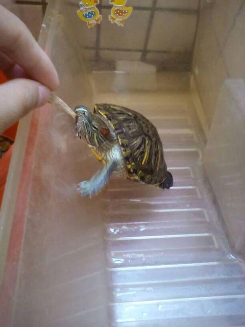 乌龟可以吃瓜蛆虫吗视频,瓜蛆虫的食用探索