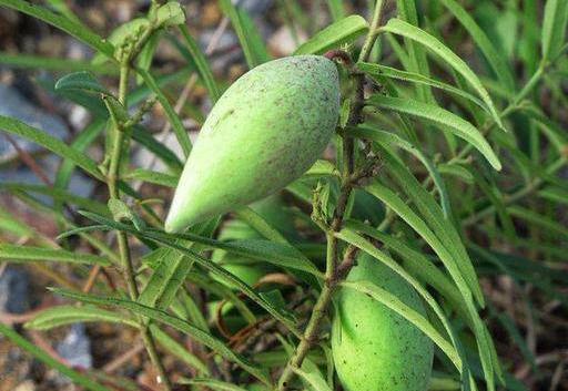 瓢儿瓜怎么吃才好吃呢视频